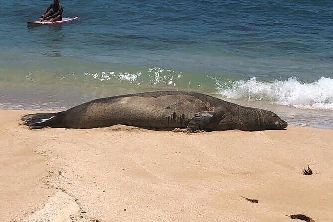 Sea / Eat & See The North Shore - Key highlights at a glance