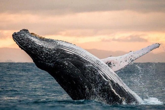 Sea Safari, Dolphins, Turtles and Waikiki Cruise - Getting to Kewalo Basin Harbor (Slip F21) without wasting time