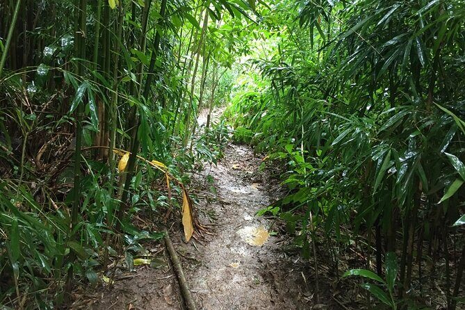 Self Guided Hike Trail to Nature Walk & Waterfall - Pickup and drop-off around Waikiki and cruise terminals