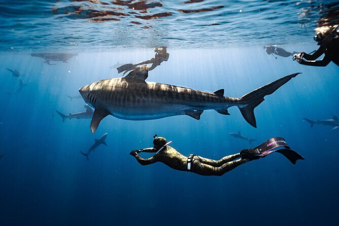 Shark Dive Private Charter No Cage - Why This No-Cage Shark Charter Feels Different on Oahu’s North Shore