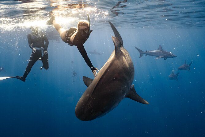 Shark Dive Private Charter No Cage - Meet-Up at Go Adventure Hawaii: How the 2-Hour Flow Works