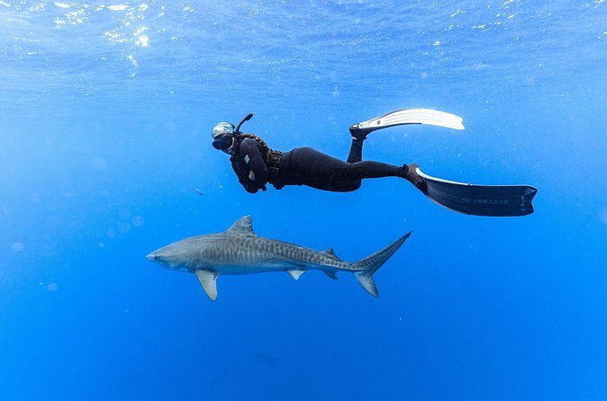 Shark Dive Private Charter No Cage - Photography Packages: What You Get and When You’ll Have It