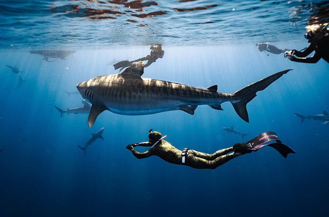 Shark Dive Private Charter No Cage - Price and Value: $824 for Up to 6 People