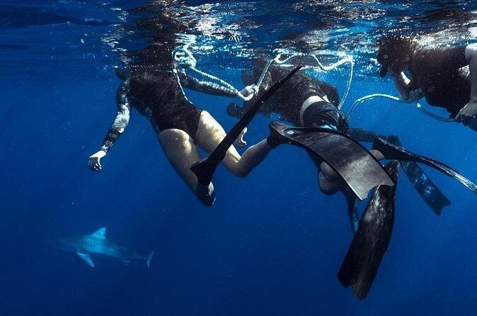 Shark Dive Private Charter No Cage - The Real Benefit: Calm Control Around Wildlife