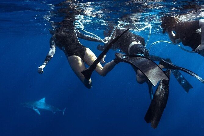 Shark Dive Private Charter No Cage - What You’ll See: Galapagos, Sandbar, Hammerhead, Tiger Sharks