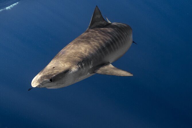 Shark Diving and Snorkeling in Oahu Hawaii - Why this North Shore shark snorkeling beats the cage version