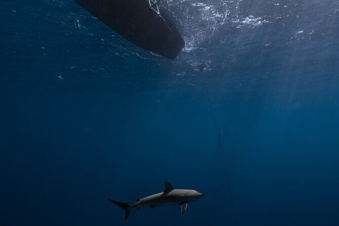 Shark Diving and Snorkeling in Oahu Hawaii - Gear and getting comfortable without scuba