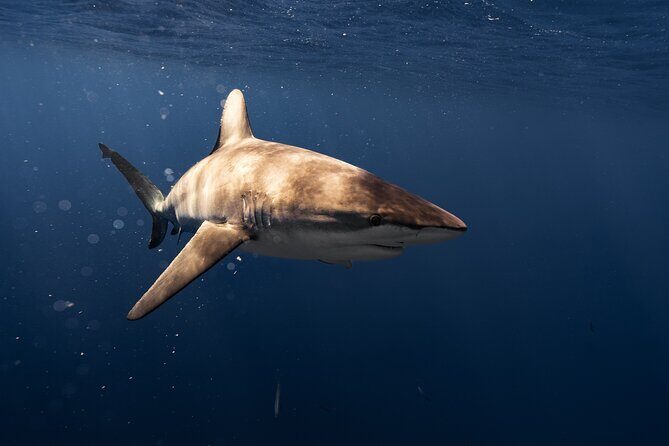 Shark Diving and Snorkeling in Oahu Hawaii - Who this tour is for (and who should consider something else)