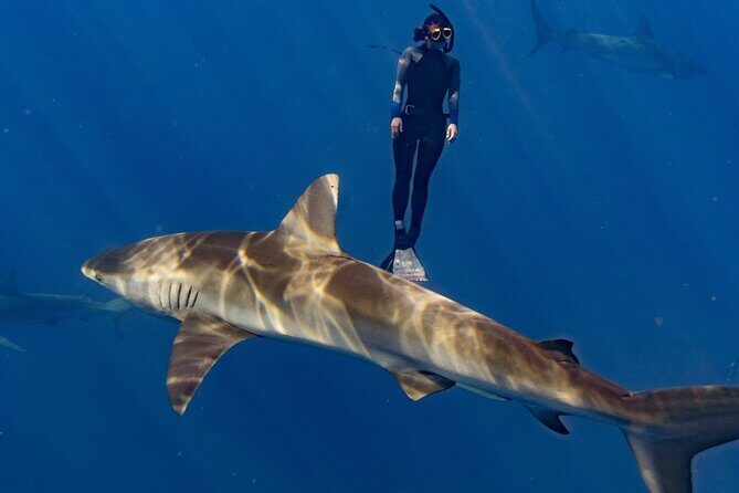 Shark Diving and Snorkeling in Oahu Hawaii - Price and value: what $165 gets you in real terms