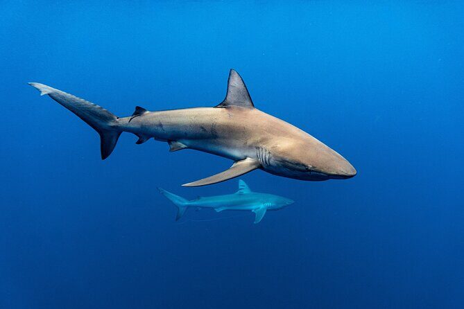 Shark Diving and Snorkeling in Oahu Hawaii - Practical tips to get the most out of your shark snorkeling