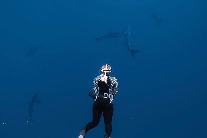 Shark Diving and Snorkeling in Oahu Hawaii - From Ocean Addict meeting point to the water: how the 2 hours usually feel