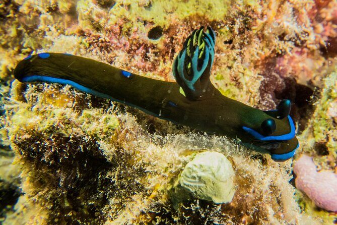 Small Group Shallow Reef Dive in Oahu - Getting There: The Honolulu Meeting Point and What to Expect