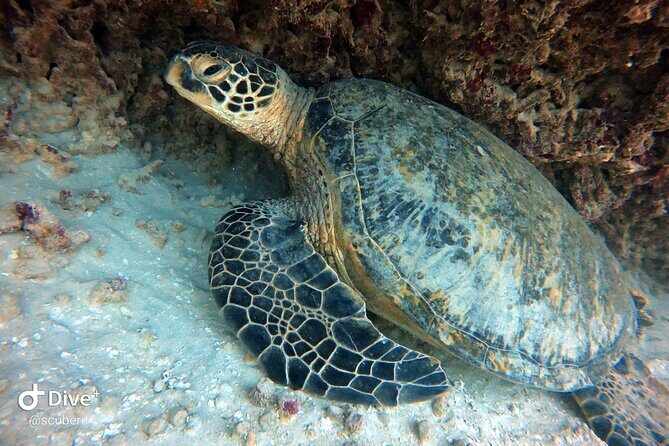 Small Group Shallow Reef Dive in Oahu - The Quick Boat Ride to Coral Gardens
