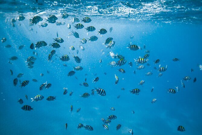 Small group Turtle Snorkel (16 people max): Sightings Guaranteed - Meeting at Ala Moana: Easy to Find, Easy to Start