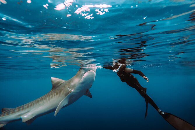 Snorkel with sharks on the North Shore of Oahu - A North Shore boat ride to a shark snorkeling spot