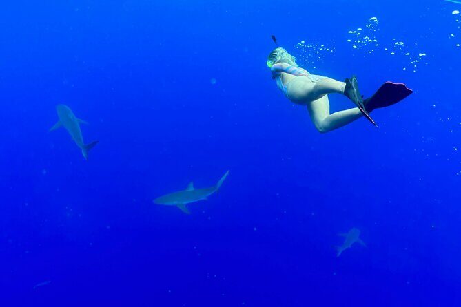 Snorkel with sharks on the North Shore of Oahu - Safety-first guidance you can feel in the flow