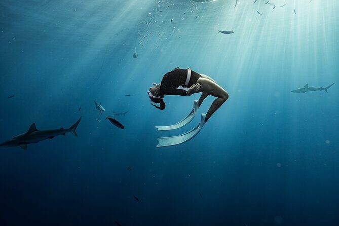 Snorkel with sharks on the North Shore of Oahu - Photo option and how to think about it