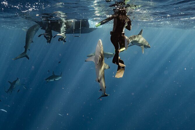 Snorkel with sharks on the North Shore of Oahu - Who should book this shark snorkeling trip