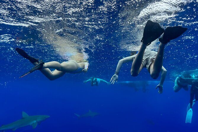 Snorkel with sharks on the North Shore of Oahu - The in-water experience off Haleiwa: sharks, fish, and whales