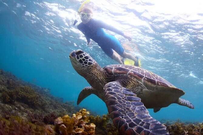 Snorkel with Turtles - Key highlights to know before you go