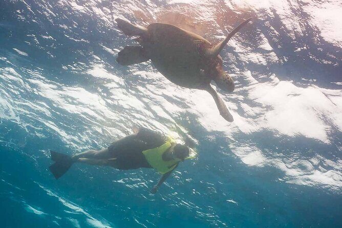 Snorkel with Turtles - Where You Start: Island Divers Hawaii and a 10:00 am Launch