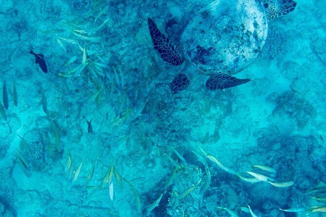 Snorkeling Adventure at Turtle Canyon - Key Highlights You’ll Feel From the Start