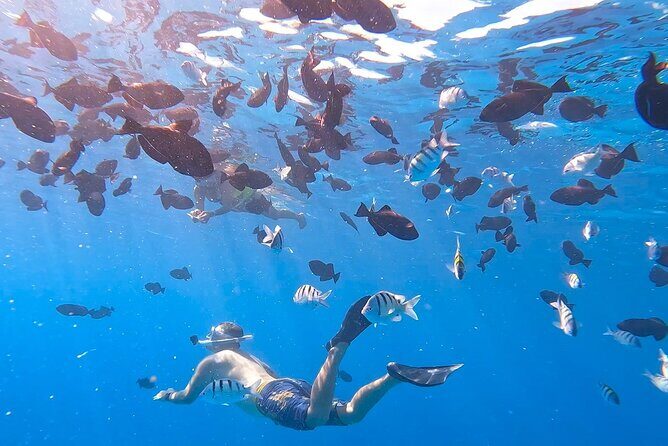 Snorkeling Adventure at Turtle Canyon - Turtle Canyon Snorkeling: The Easy-Win Wildlife Plan