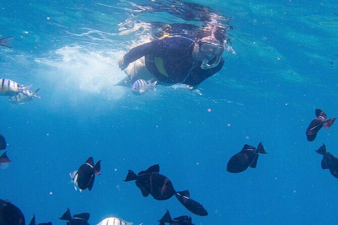 Snorkeling Adventure at Turtle Canyon - Meeting at Holomoana St and Getting on the Boat Smoothly