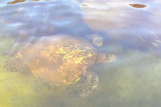 Sunset Stand Up Paddle with Photos and Turtles - Sliding along the Anahulu River: calm water plus turtle odds