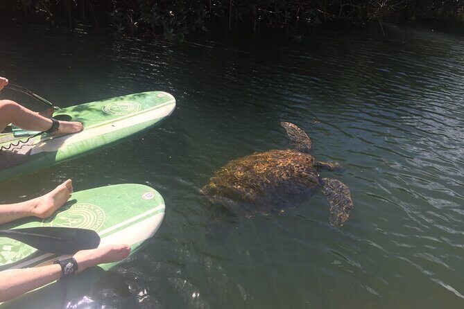 Sunset Stand Up Paddle with Photos and Turtles - The photo and video bonus: get your memories without playing photographer