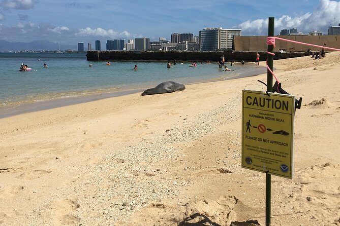 The East Waikiki Walking Tour - Stop 2: Kaimana Beach, first surf schools, and a monk seal wild-card