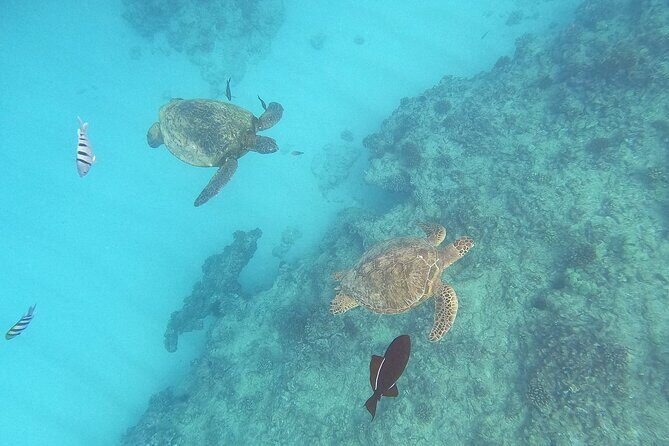 Turtle Snorkeling and Dole Plantation Guided Tour In Oahu - A One-Day Oahu Combo: Coffee, Pineapples, and Turtle Snorkeling