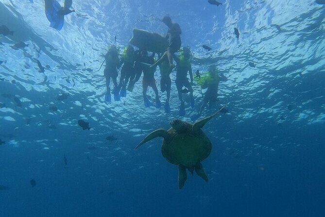 Turtle Snorkeling and Dole Plantation Guided Tour In Oahu - Getting Picked Up on Seaside Ave and Staying on Schedule