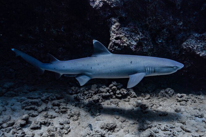 Two Tank Wreck and Drift Dive in Oahu - Who this charter fits (and who should skip it)