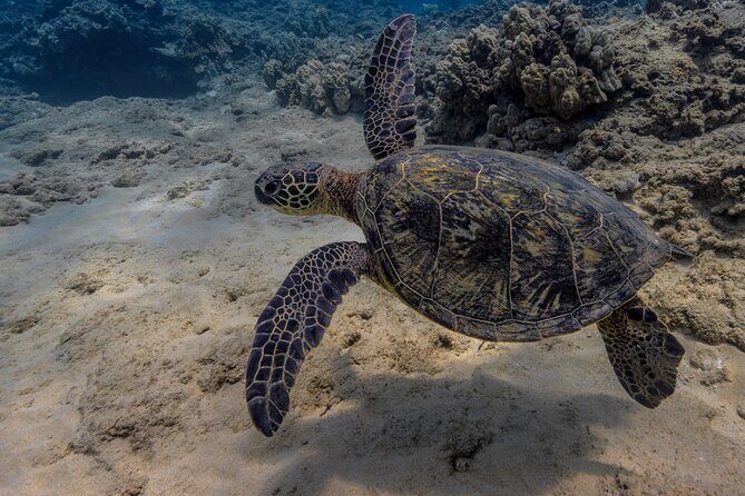 Two Tank Wreck and Drift Dive in Oahu - Equipment and the real cost: what’s included and what isn’t