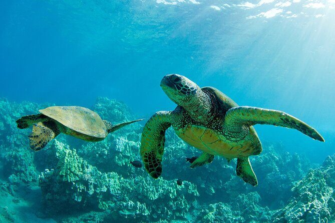 Ultimate North Shore Adventure: Full-Day Hawaiian Experience - Key takeaways before you go