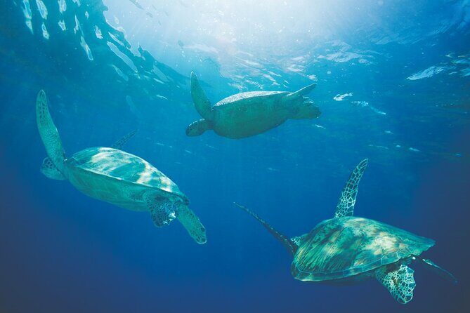 Waikiki Panorama Sail: Search for Hawaiian Sea Turtles - The Turtle Search: How to Look for Hawaiian Green Sea Turtles