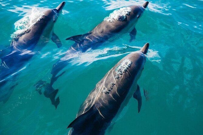 Waikiki Sail and Snorkel Adventure Best of Hawaii 2023 - The Reef Swim Stop: How to Enjoy It Without Overthinking