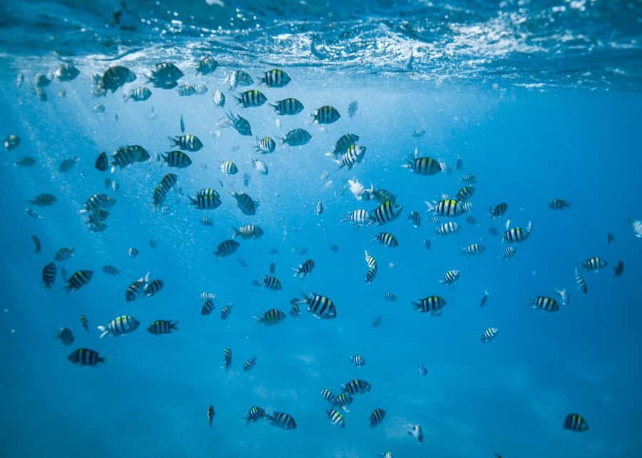 Waikiki: Sea Turtle Snorkeling, Small Group Boat Tour - Why Turtle Canyon is such a good match for Waikiki