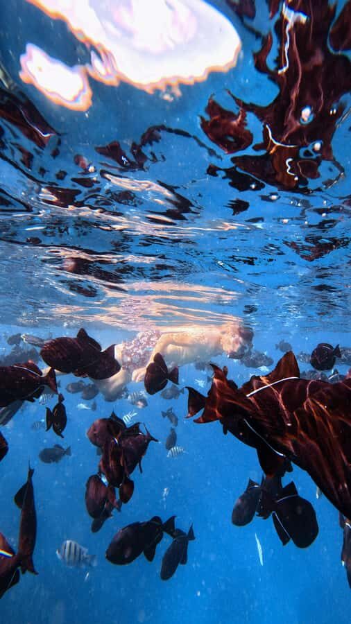 Waikiki: Turtle Canyon Snorkel Tour with Small Group - Wildlife you can realistically watch for