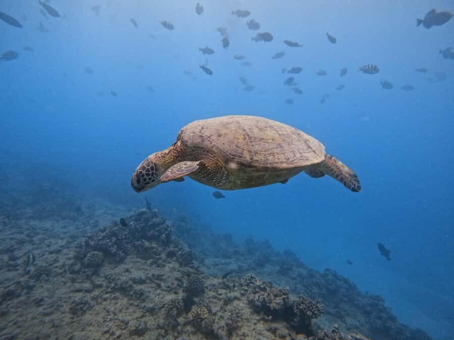 Waikiki: Turtle Canyon Snorkel Tour with Small Group - Why the max 6 passengers change the whole vibe