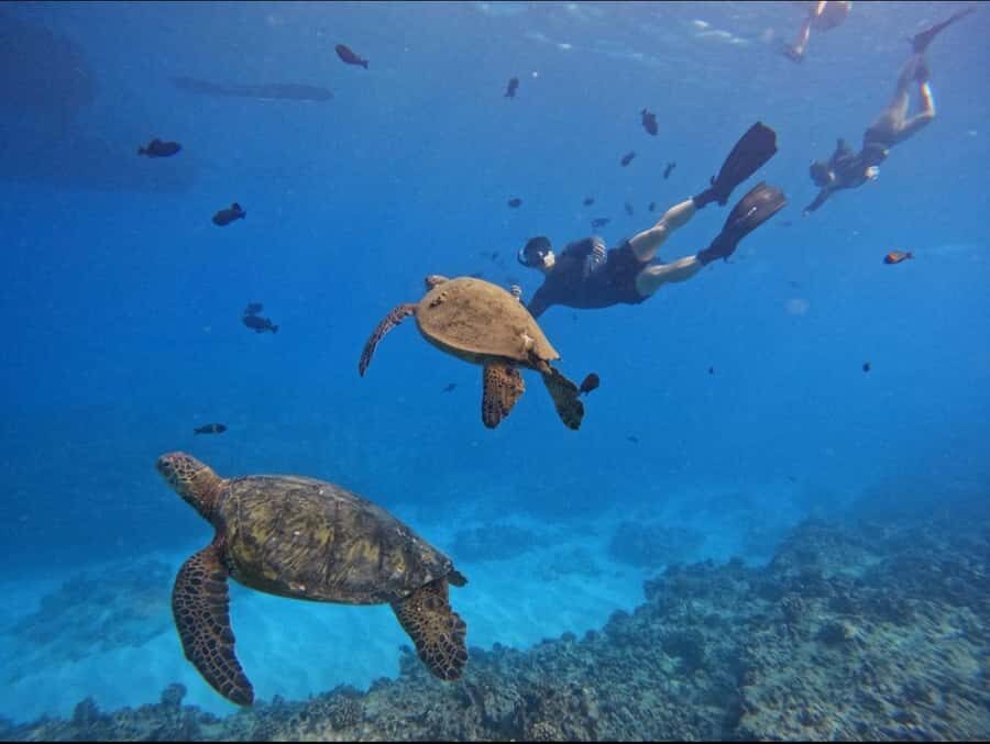 Waikiki: Turtle Canyon Snorkel Tour with Small Group - Timing can shift: crowds, sea conditions, and communication