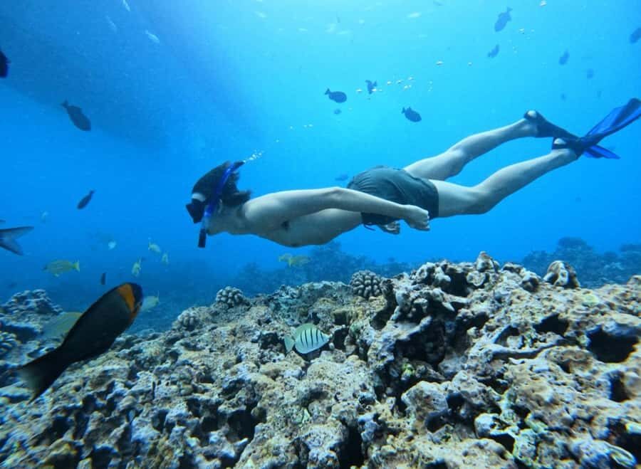 Waikiki: Turtle Canyon Snorkel Tour with Small Group - What to bring (and what not to do) for an easy day