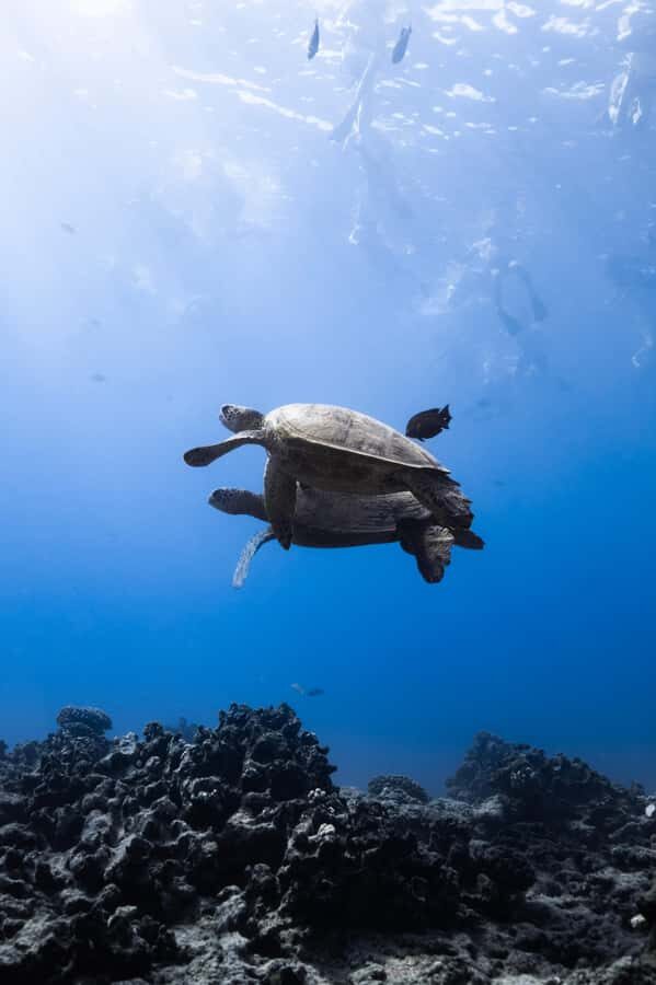 Waikiki: Turtle Canyon Snorkel Tour with Small Group - Should you book Turtle Canyon with Captain Max Boat Tours?