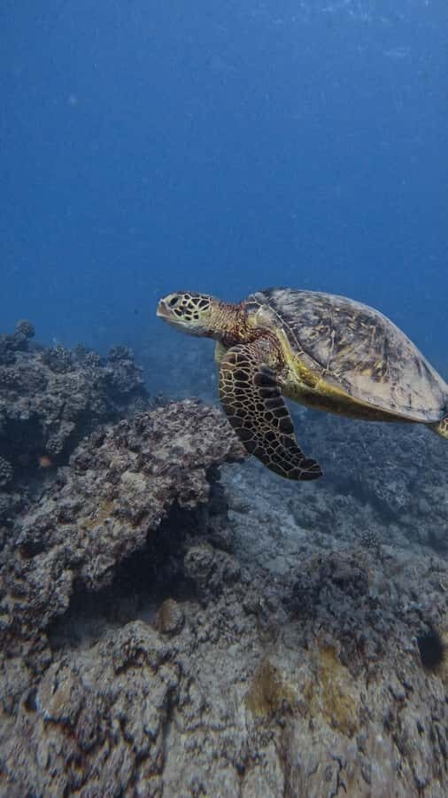 Waikiki: Turtle Canyon Snorkel Tour with Small Group - What the Turtle Canyon snorkeling time feels like