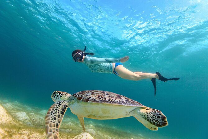 Waikiki Turtle Canyon Snorkeling Adventure - Key highlights you’ll care about