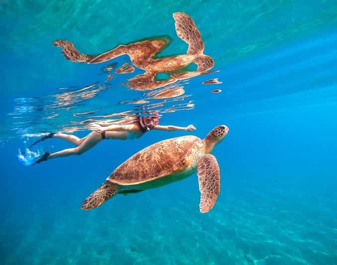 Waikiki: Turtle Snorkeling Cruise with 20ft Jumping Platform - Should you book this Waikiki turtle snorkeling cruise?