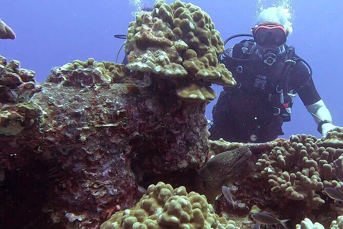 Waikiki Two Tank Guided Scuba Diving Adventure: Certified Diver - Key Highlights You’ll Actually Care About