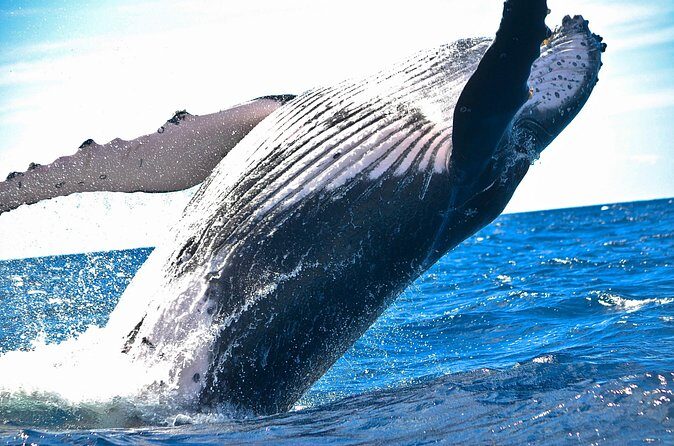 West Oahu Deluxe Whale Watching Sail - Price and value at $89: what you’re really paying for