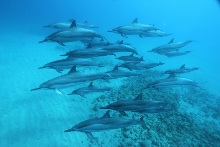 West O'ahu: Swim with Dolphins Catamaran Cruise - Why West O’ahu waters are built for wildlife spotting